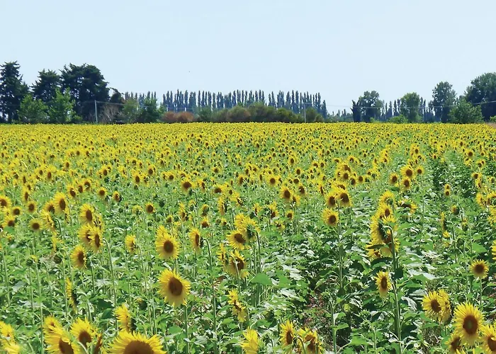 Pet Friendly In Uzes * Baron (Gard)